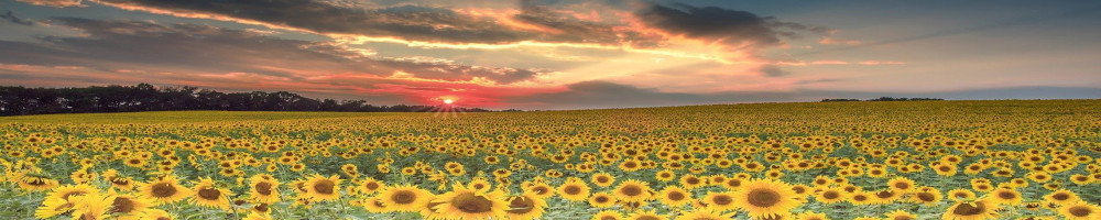 sunset img